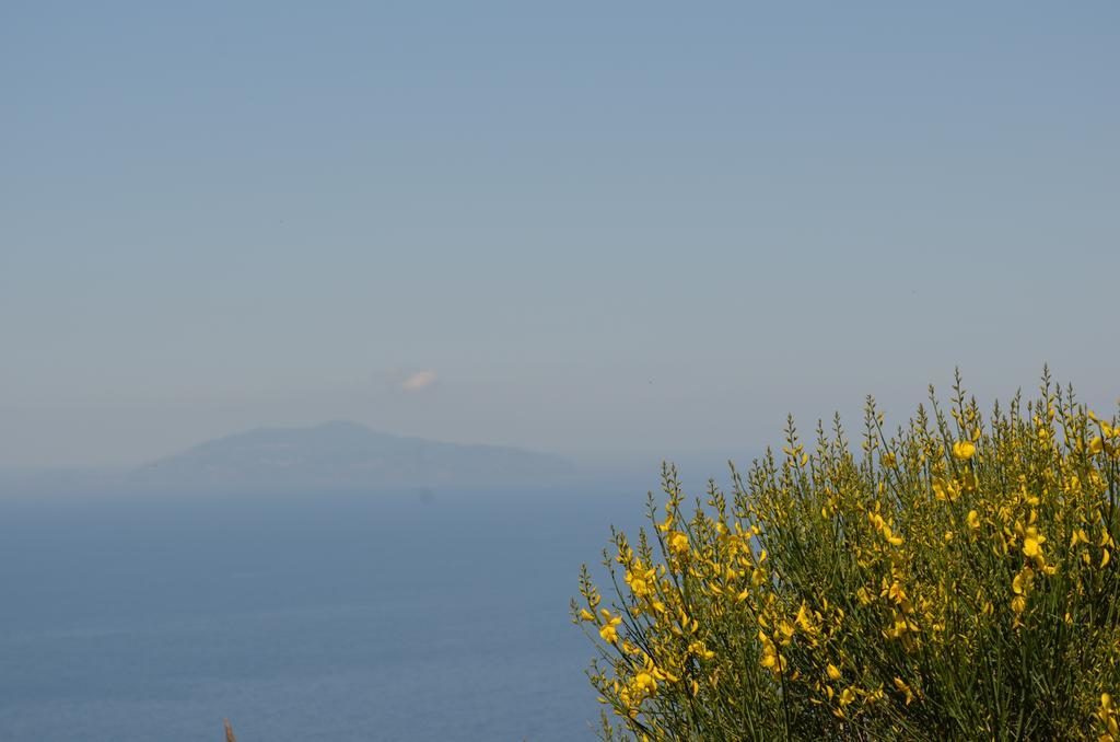 Le Ginestre Di Capri Bb & Holiday House Anacapri  Luaran gambar