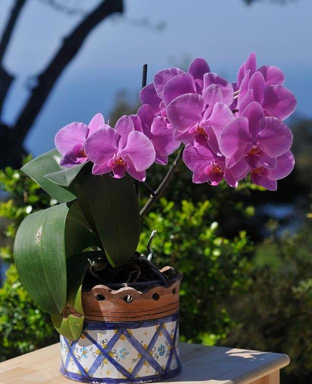 Le Ginestre Di Capri Bb & Holiday House Anacapri  Bilik gambar