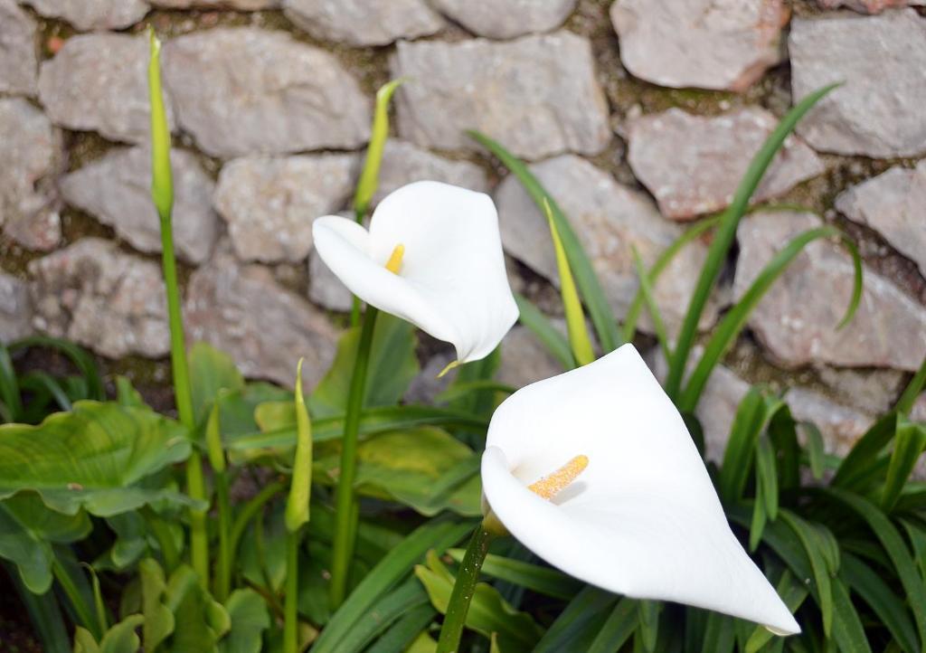 Le Ginestre Di Capri Bb & Holiday House Anacapri  Bilik gambar
