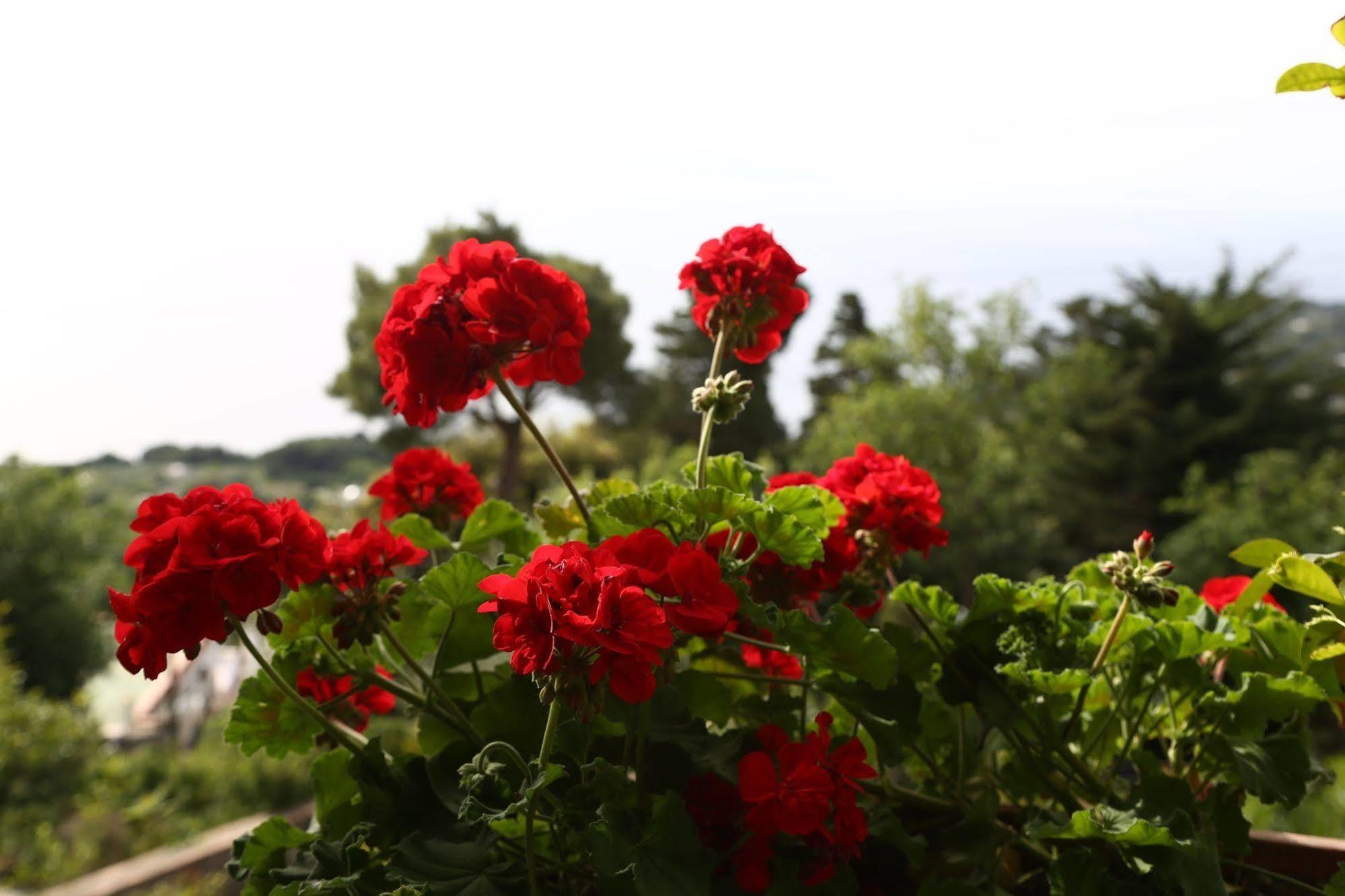 Le Ginestre Di Capri Bb & Holiday House Anacapri  Luaran gambar